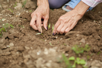 Hands of a woman planting pepper