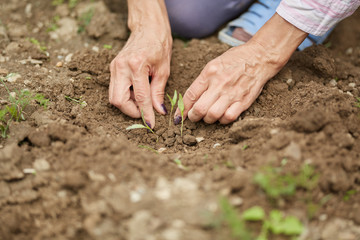 Hands of a woman planting pepper