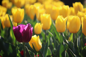 Fototapeta premium Blooming tulips in Russia