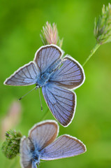 Cyaniris semiargus, Mazarine Blue butterfly. Small blue butterfly in natural habitat