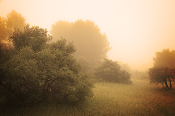 Fototapeta na wymiar Olive trees in a fog. Mistral wind blows in Provence (France). Blur. Toned photo.