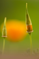 California golden poppy flowers