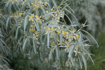 Elaeagnus angustifolia with yellow flowers in spring, Germany