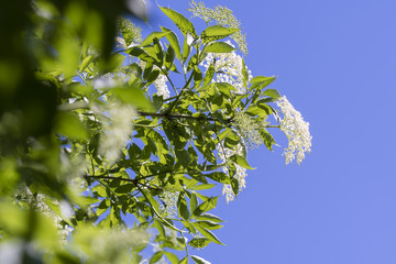 White flowers of black eyelid with green leaves.