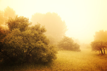 Naklejka na ściany i meble Olive trees in a fog. Mistral wind blows in Provence (France). Blur. Toned photo.