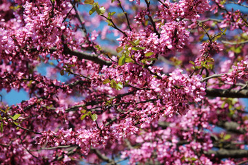 Pink blossoming trees in April in Russia
