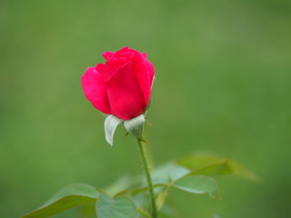 bud pink rose