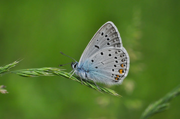 Polyommatus amandus, the Amanda's blue butterfly. Common blue butterfly in nature