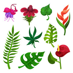 Flat vector set of various exotic flowers and green leaves. Nature theme. Elements for botanical book, promo flyer or poster