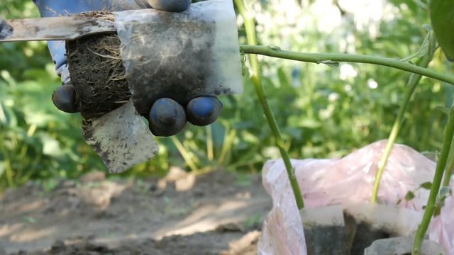 Female hands in blue gloves are holding plant with a root ready for planting