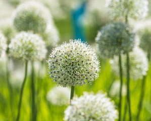 small flowers in the form of a ball