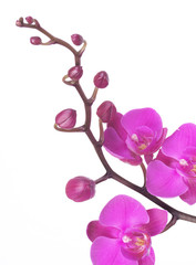Fototapeta premium Kwiat orchidei