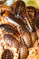 large exotic cockroaches
