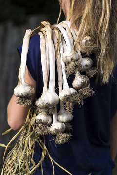 Girl Carrying Freshly Harvested Garlic.