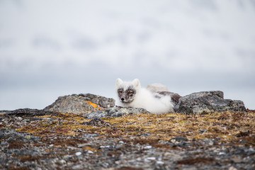 Lis polarny w wiosennej szacie © blackspeed