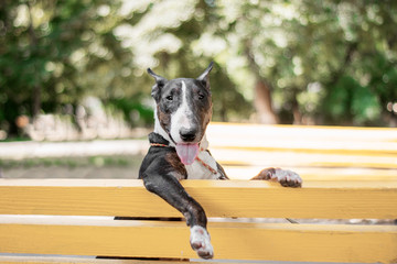 bull terrier is funny sitting on a bench in the park - obrazy, fototapety, plakaty