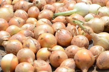 Kitchen garden / Harvest of onions