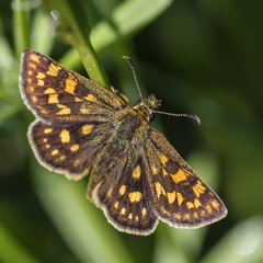 Butterfly with brown wings and orange speckles in nature.