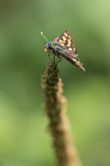 Butterfly with brown wings and orange speckles in nature.