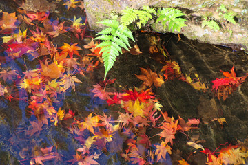 秋の翠楽苑（福島県・白河市）
