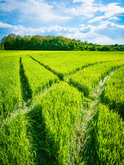 Green wheat field. Road in a green field of wheat. Traces of agricultural transport on the grass on a sunny day