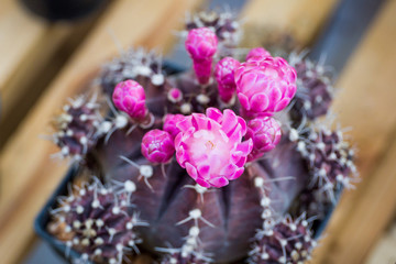 Beautiful soft blue  cactus flowers close up.