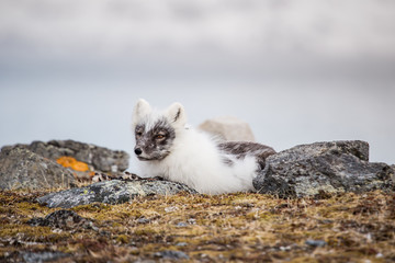 Lis polarny w wiosennej szacie © blackspeed