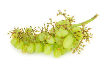 grape green isolated on white background