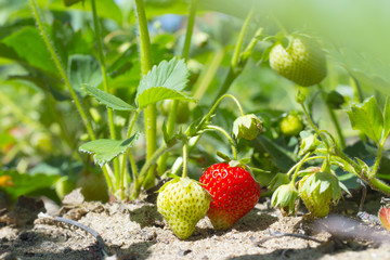 Bush of fresh sweet red strawberry plant. Wild ripe bright berries with green leaves in a garden