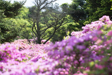 仁田峠のミヤマキリシマ