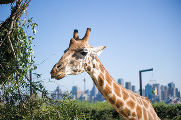 Giraffe in Sydney 