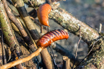 Grilling sausages, cooking food on camp fire, survival in nature