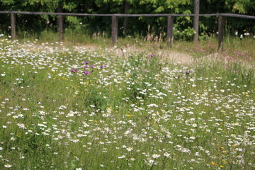 Wild flower meadow at Lake Schladitzer See nearby Leipzig, Germany
