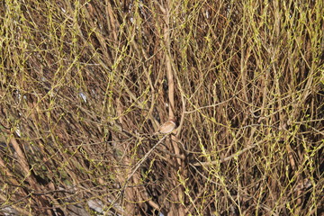 bird on the tree