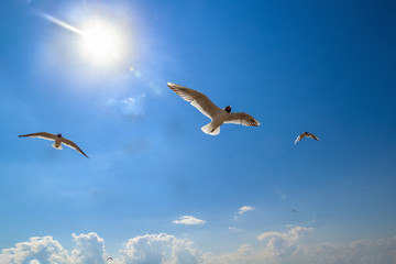 Seagulls against a blue sky and white clouds