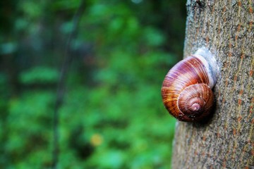 snail on the tree