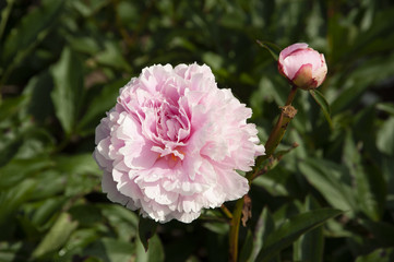 Pivoine rose