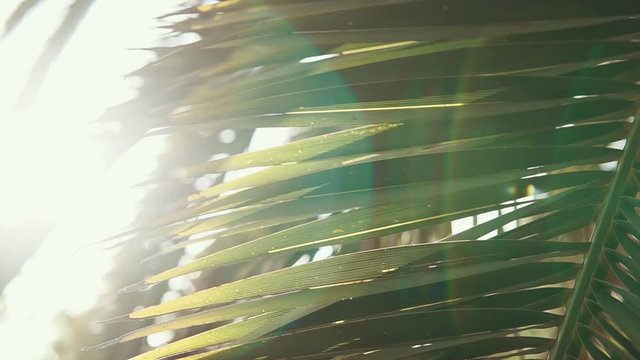 Close up shot of a beauitful palm leaf under sun light. Shadow falling on the leaf. Tropical tree.