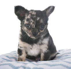 Obraz premium puppy chihuahua in studio