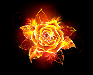 Blooming fire rose