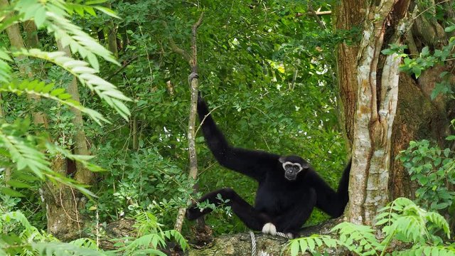 Black Gibbon with white face and eyebrow resting on a tree with head on the knee over nature background