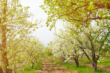 Cherry blossoms over blurred nature background