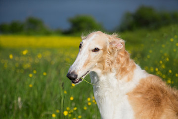 Fototapeta premium Profile Portrait of russian borzoi dog on a green and yellow field background. Close-up image of beautiful dog in the buttercup field