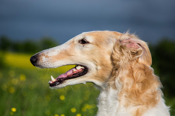 Profile Portrait of russian borzoi dog on a green and yellow field background. Close-up image of beautiful dog in the buttercup field