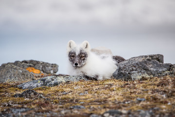 Lis polarny w wiosennej szacie © blackspeed
