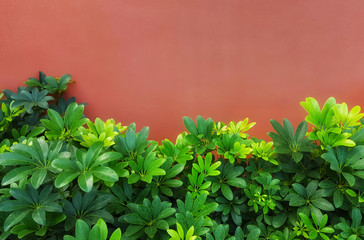Umbrella Tree, Octopus tree , Schefflera arboricola (Hayata )cv, araliaceae.Shrub beautiful green background