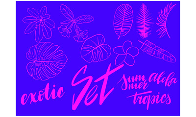 Tropical collection. Botanical hand drawn illustration of sketch objects with hand lettering exotic summer aloha tropic