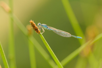 Dainty Bluet, Dainty damselfly - Coenagrion scitulum