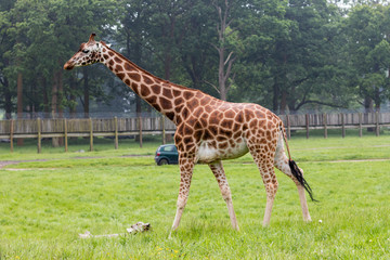 giraffes in zoo