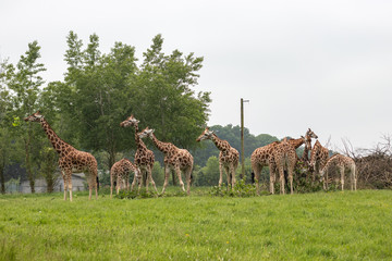 giraffes in zoo
